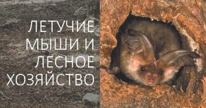 Leaflet Bats and forestry in Belarus_Cover