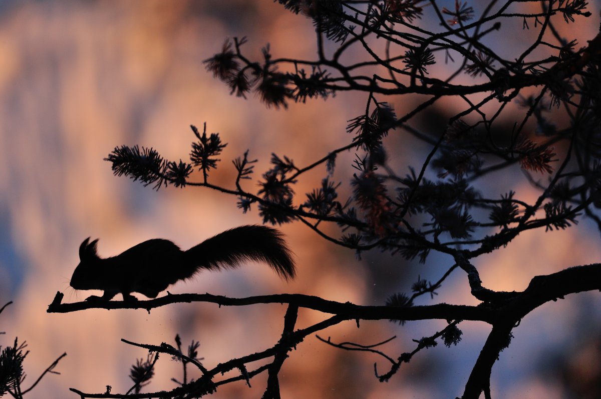 Red squirrel (Sciurus vulgaris) (Photo: Yves Adams / Vilda).